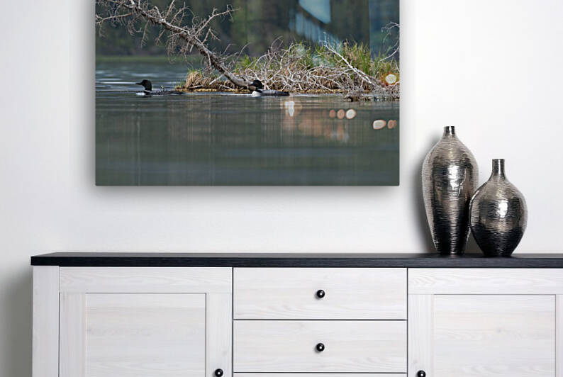 Common Loons by Randy Tremblay Photography