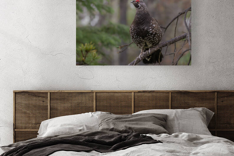 Male Spruce Grouse by Randy Tremblay Photography