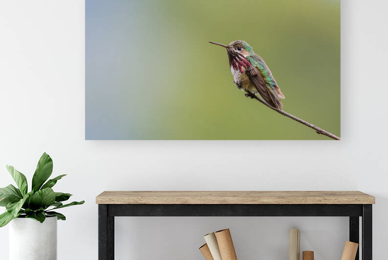 Male Calliope Hummingbird by Randy Tremblay Photography