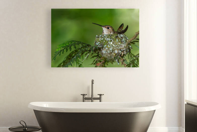 Female Rufous Hummingbird by Randy Tremblay Photography