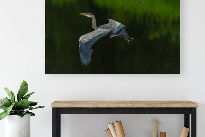 Great Blue Heron by Randy Tremblay Photography