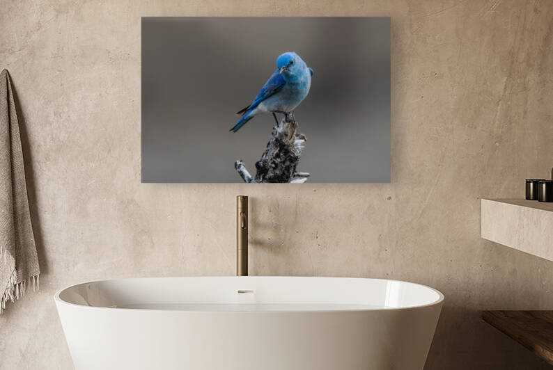 Male Mountain Bluebird by Randy Tremblay Photography