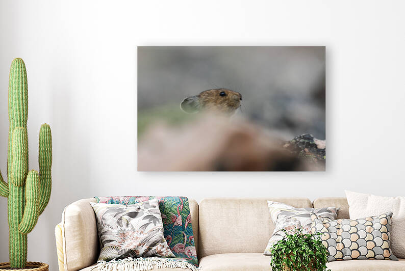 American Pika by Randy Tremblay Photography