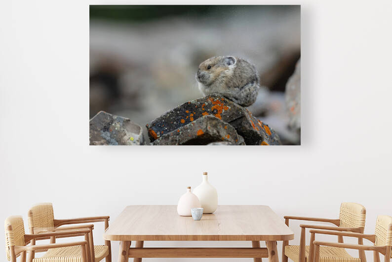 American Pika by Randy Tremblay Photography