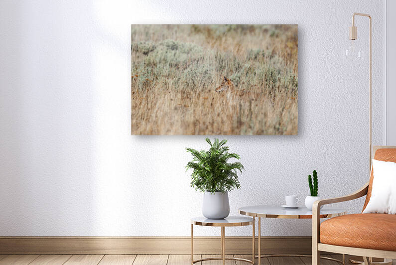 Coyote by Randy Tremblay Photography