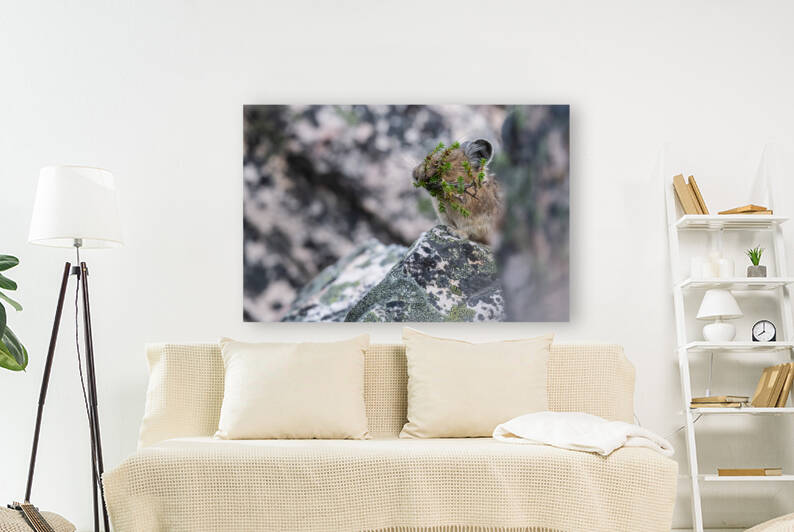 American Pika by Randy Tremblay Photography