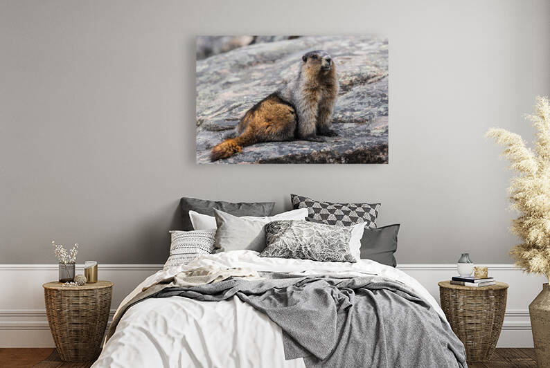 Hoary Marmot by Randy Tremblay Photography