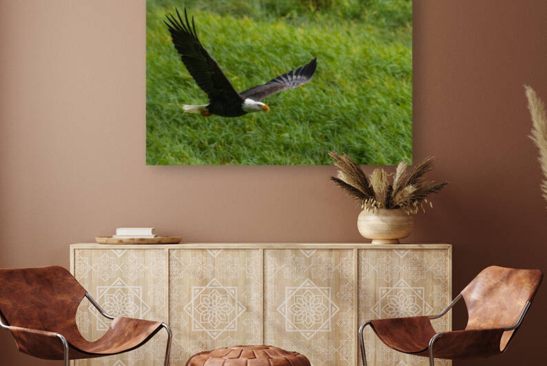 Bald Eagle by Randy Tremblay Photography