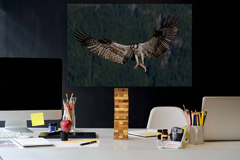 Osprey by Randy Tremblay Photography