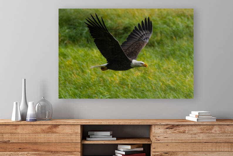 Bald Eagle by Randy Tremblay Photography