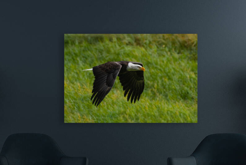 Bald Eagle by Randy Tremblay Photography