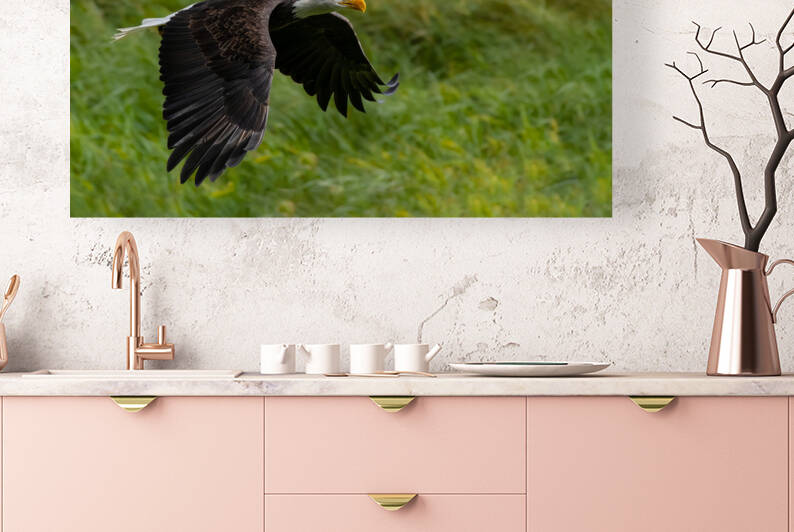 Bald Eagle by Randy Tremblay Photography