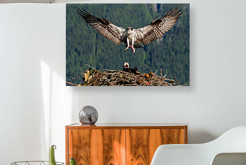 Osprey by Randy Tremblay Photography