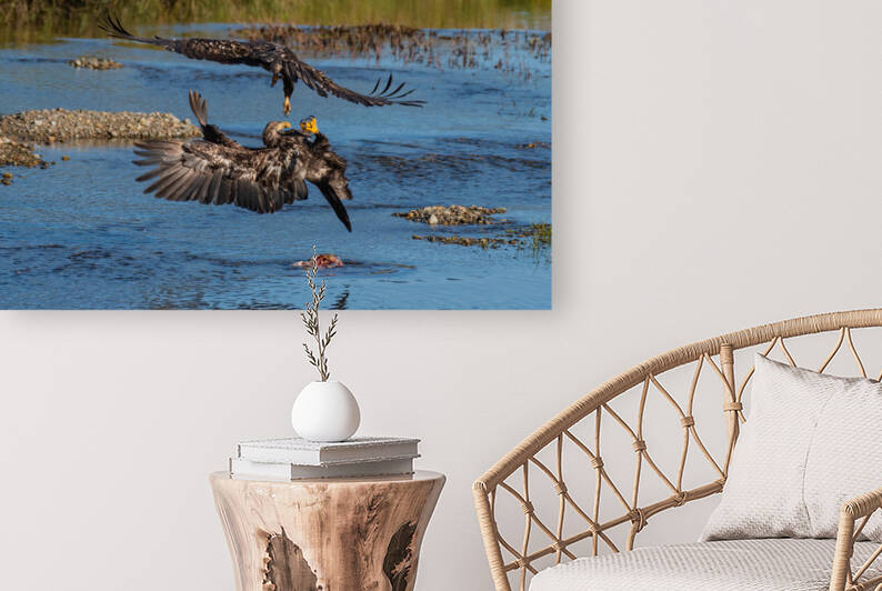 Juvenile Bald Eagles by Randy Tremblay Photography