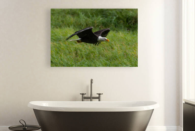 Bald Eagle by Randy Tremblay Photography