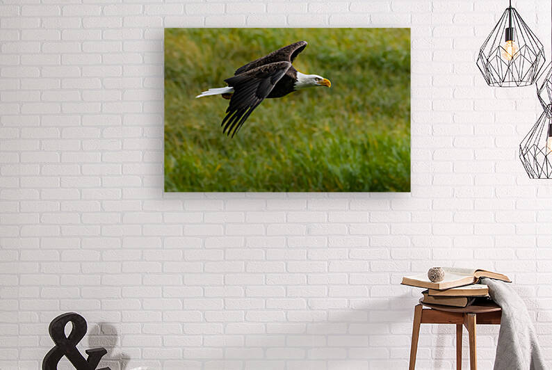 Bald Eagle by Randy Tremblay Photography