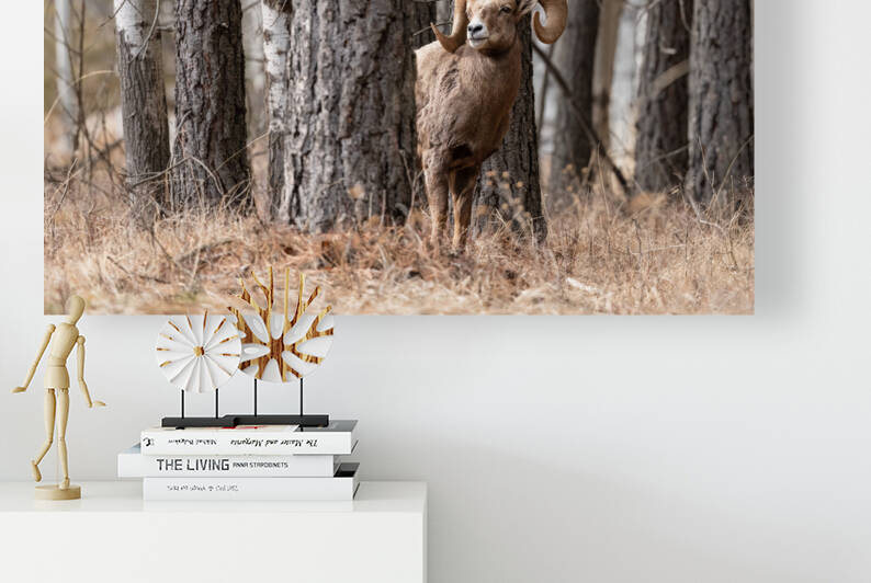 Bighorn Ram by Randy Tremblay Photography