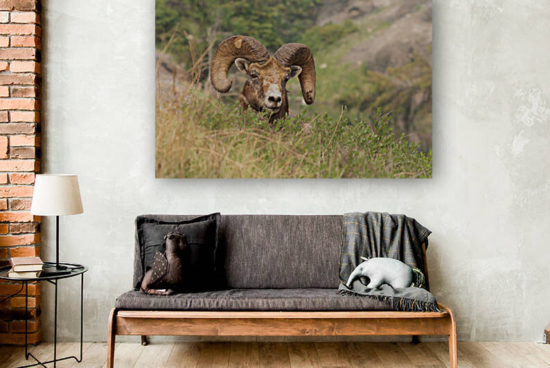 Bighorn Ram by Randy Tremblay Photography