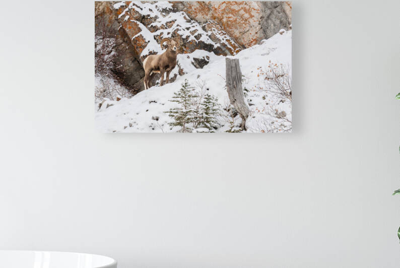 Bighorn Ram by Randy Tremblay Photography