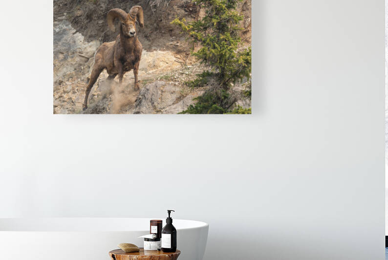 Bighorn Ram by Randy Tremblay Photography