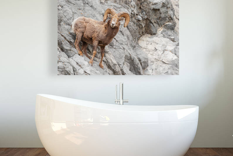 Bighorn Ram by Randy Tremblay Photography