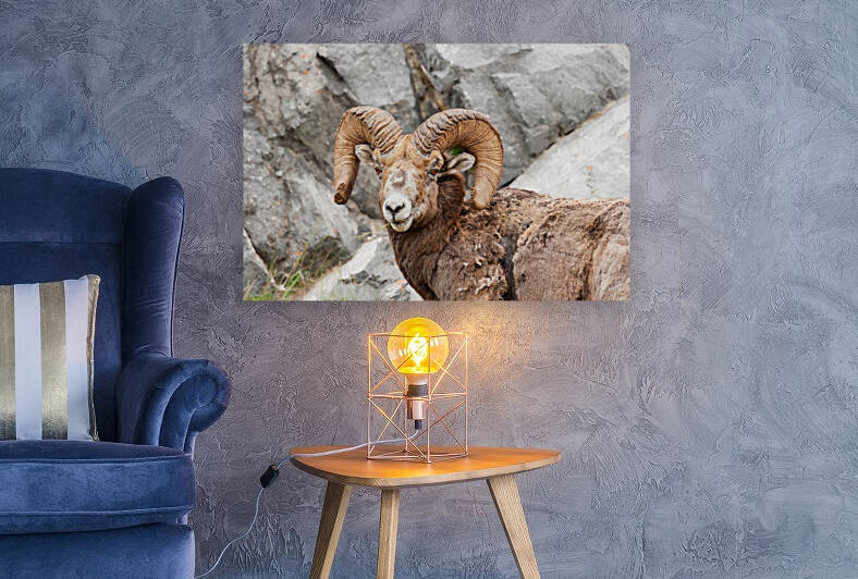 Bighorn Ram by Randy Tremblay Photography