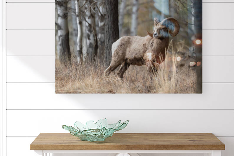 Bighorn Ram by Randy Tremblay Photography