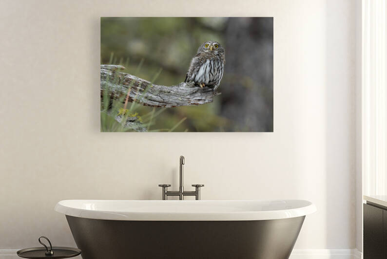 Northern Pygmy Owl by Randy Tremblay Photography