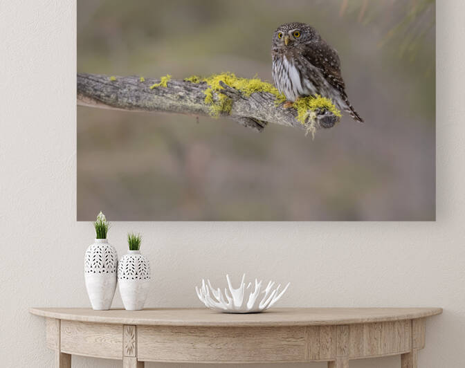 Northern Pygmy Owl by Randy Tremblay Photography