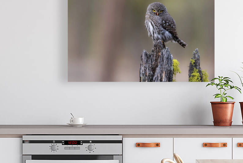 Northern Pygmy Owl by Randy Tremblay Photography