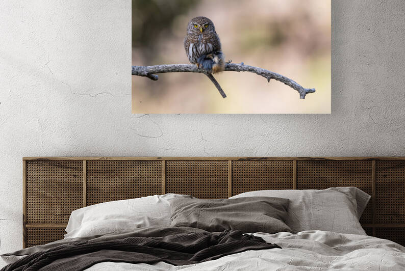 Northern Pygmy Owl by Randy Tremblay Photography