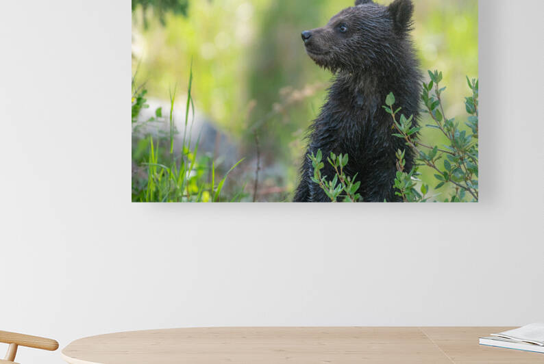 Grizzly Cub by Randy Tremblay Photography