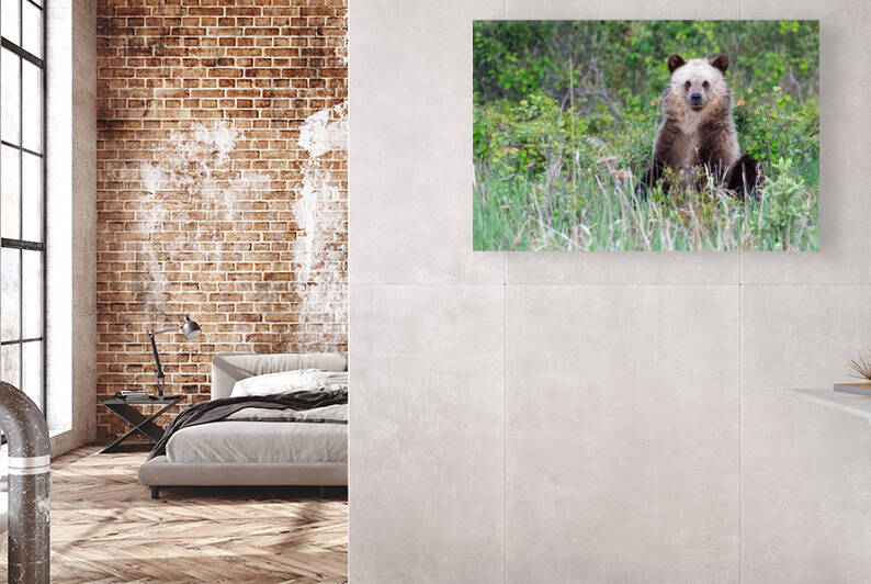 Grizzly Cub by Randy Tremblay Photography