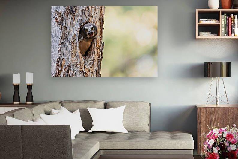 Northern Saw-Whet Owlet by Randy Tremblay Photography