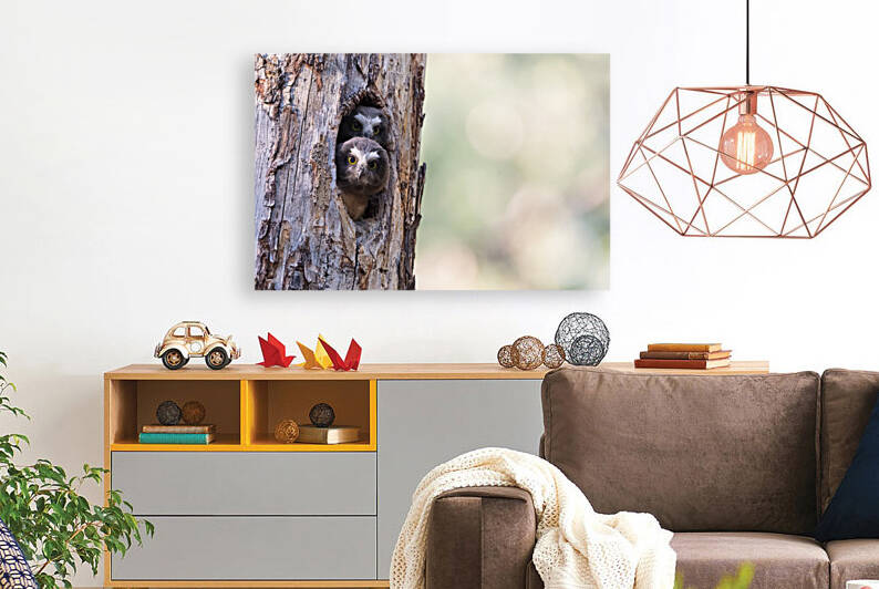 Northern Saw-Whet Owlets by Randy Tremblay Photography